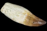 Rooted Mosasaur (Prognathodon) Tooth #114481-1